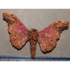 /filer/webapps/moths/media/images/H/herilla_Cyrtogone_AM_Goffb_01.jpg