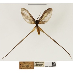 /filer/webapps/moths/media/images/Z/zopheropa_Doratopteryx_AF_NHMUK.jpg