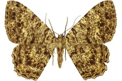 Afroracotis fiebigi