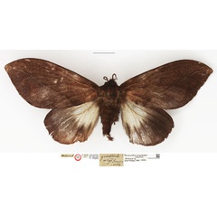 /filer/webapps/moths/media/images/A/argibasis_Gonometa_HT_NHMUK.jpg
