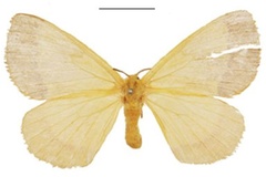 Vianga smithi