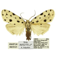 /filer/webapps/moths/media/images/M/megista_Siccia_PTM_ANHRT.jpg