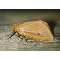 /filer/webapps/moths/media/images/T/testacea_Cropera_A_Roland_01.jpg