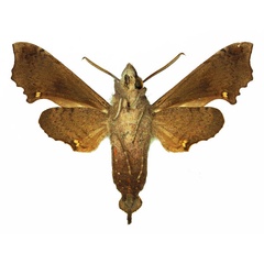 /filer/webapps/moths/media/images/C/curtula_Temnora_AM_Basquin_01b.jpg