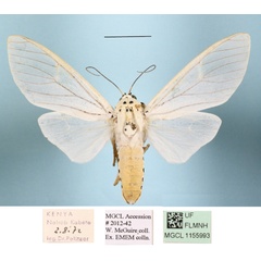 /filer/webapps/moths/media/images/B/bubo_Amerila_A_MGCLa_01.JPG