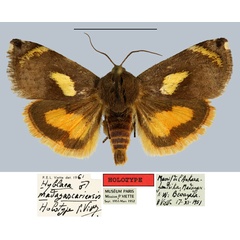 /filer/webapps/moths/media/images/M/madagascariensis_Hyblaea_HT_MNHNa.jpg