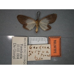 /filer/webapps/moths/media/images/E/exigua_Geodena_HT_RMCA_02.jpg