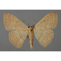 /filer/webapps/moths/media/images/I/internataria_Scopula_A_ZSM_01.jpg