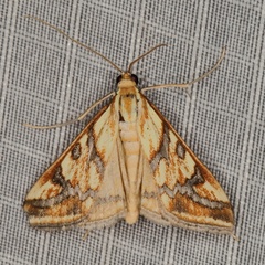 /filer/webapps/moths/media/images/P/plumbatalis_Heortia_A_Heyns_01.JPG
