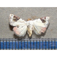 /filer/webapps/moths/media/images/E/ecthaemata_Eublemma_A_Goffa_01.jpg