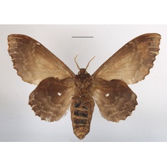 /filer/webapps/moths/media/images/A/audeoudi_Mimopacha_AF_MGCLb_01.JPG