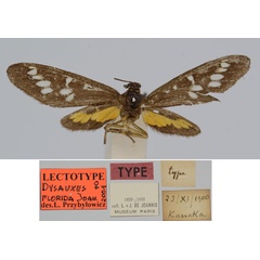 /filer/webapps/moths/media/images/F/florida_Dysauxes_LT_MNHN.jpg