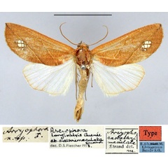 /filer/webapps/moths/media/images/C/clathrimaculata_Arcyophora_HT_ZMHB.jpg
