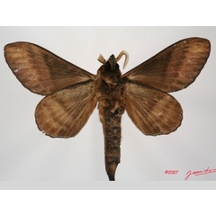 /filer/webapps/moths/media/images/P/producta_Catalebeda_A_Albertb_01.jpg