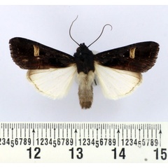 /filer/webapps/moths/media/images/A/africana_Brithysana_AM_BMNH.jpg