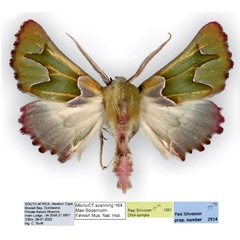 /filer/webapps/moths/media/images/I/insciata_Drepanogynis_AM_Staude.jpg