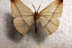 Acrostatheusis apicitincta