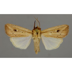 /filer/webapps/moths/media/images/P/pinna_Vietteana_A_RMCA_01.jpg