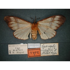 /filer/webapps/moths/media/images/M/maynei_Epanaphe_AT_RMCA_02.jpg