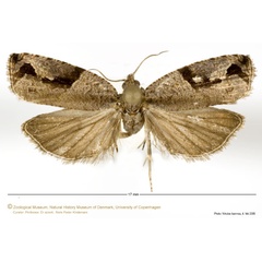 /filer/webapps/moths/media/images/A/archana_Megalota_HT_ZMUC.jpg