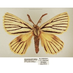 /filer/webapps/moths/media/images/N/nigrolineata_Phiala_AM_TMSA_04.jpg
