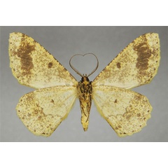 /filer/webapps/moths/media/images/A/argillacea_Cleora_AM_ZSMb.jpg