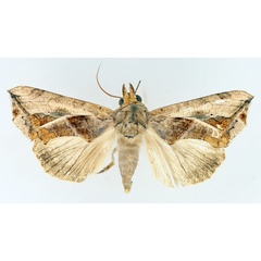 /filer/webapps/moths/media/images/E/emarginata_Oraesia_AF_TMSA_02.jpg