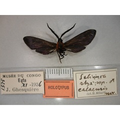 /filer/webapps/moths/media/images/E/ealaensis_Saliunca_HT_RMCA_02.jpg