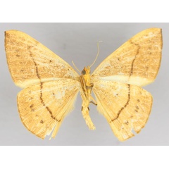 /filer/webapps/moths/media/images/C/cervinaria_Brachytrita_A_ZSM_02.jpg