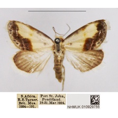 /filer/webapps/moths/media/images/L/luminosa_Negeta_AF_NHMUK.jpg