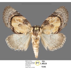 /filer/webapps/moths/media/images/S/sahelica_Paracroria_PTF_Mueller.jpg