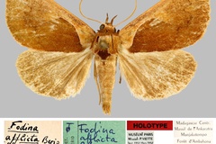 Oglasa afflicta
