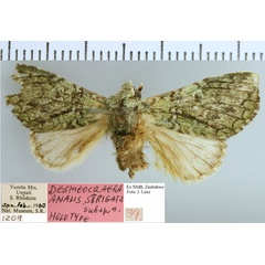 /filer/webapps/moths/media/images/S/strigata_Desmeocraera_HT_NMB.jpg