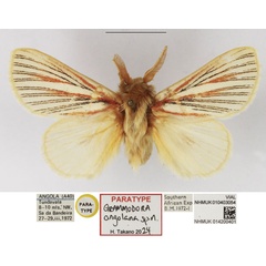/filer/webapps/moths/media/images/A/angolana_Grammodora_PTM_NHMUK_01.jpg