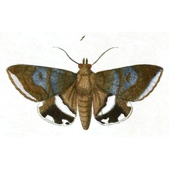 /filer/webapps/moths/media/images/M/melicerta_Acanthodelta_Drury1_23_1.jpg