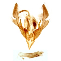 /filer/webapps/moths/media/images/V/viridisparsa_Trachea_GMHT_MNHN_454.jpg