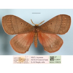 /filer/webapps/moths/media/images/R/rhodoptera_Rhodopteriana_A_MGCLa_01.jpg