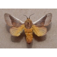 /filer/webapps/moths/media/images/A/albicosta_Latoia_A_Butler.jpg