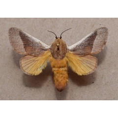/filer/webapps/moths/media/images/A/albicosta_Latoia_A_Butler.jpg