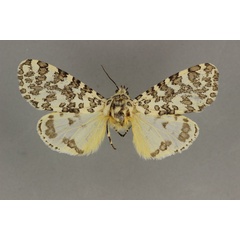 /filer/webapps/moths/media/images/P/pardalina_Alpenus_LT_BMNH.jpg