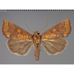 /filer/webapps/moths/media/images/L/luperca_Anomis_A_Fiebig_02.jpg