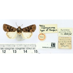 /filer/webapps/moths/media/images/C/cuprescens_Polia_ST_BMNH_01.jpg