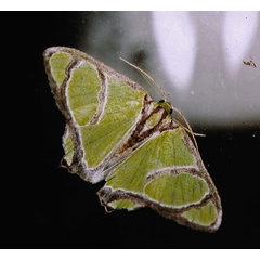 /filer/webapps/moths/media/images/A/albimarginata_Paragathia_A_Roland_02.jpg