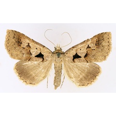 /filer/webapps/moths/media/images/P/plumipes_Anoba_AF_TMSA_01.jpg