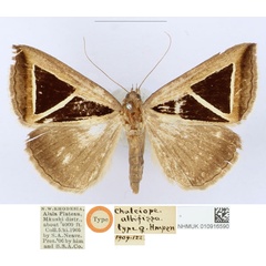 /filer/webapps/moths/media/images/A/albifissa_Chalciope_HT_BMNH_8DuEVwz.jpg