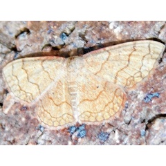 /filer/webapps/moths/media/images/T/trisinuata_Isoplenia_A_Grobler.jpg