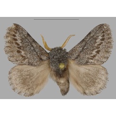 /filer/webapps/moths/media/images/A/asterae_Gaiarana_PTM_MfN_02.jpg