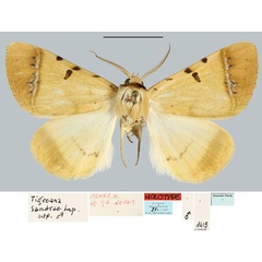 /filer/webapps/moths/media/images/S/sandrae_Tigreana_HT_MNHN.jpg