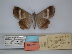 /filer/webapps/moths/media/images/C/congesta_Grammodes_PT_RMCA_02.jpg