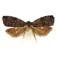 /filer/webapps/moths/media/images/G/gnophera_Astronauta_HT_Bassi.jpg